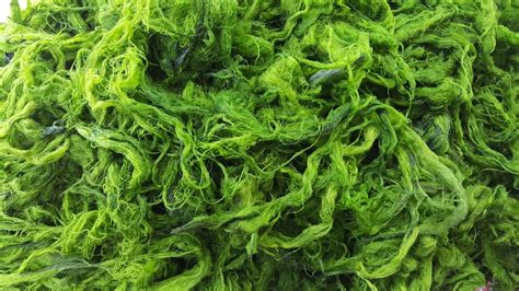 Algae | Classification, Characteristics & Examples