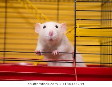 Cute Laboratory Rat Dumbo Breed Looking Stock Photo 1134333239 ...