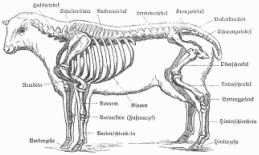 sheep - Ben's Animal Science