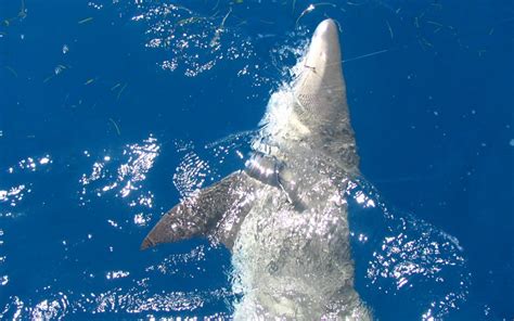 Lemon - Fishing In Key West Florida