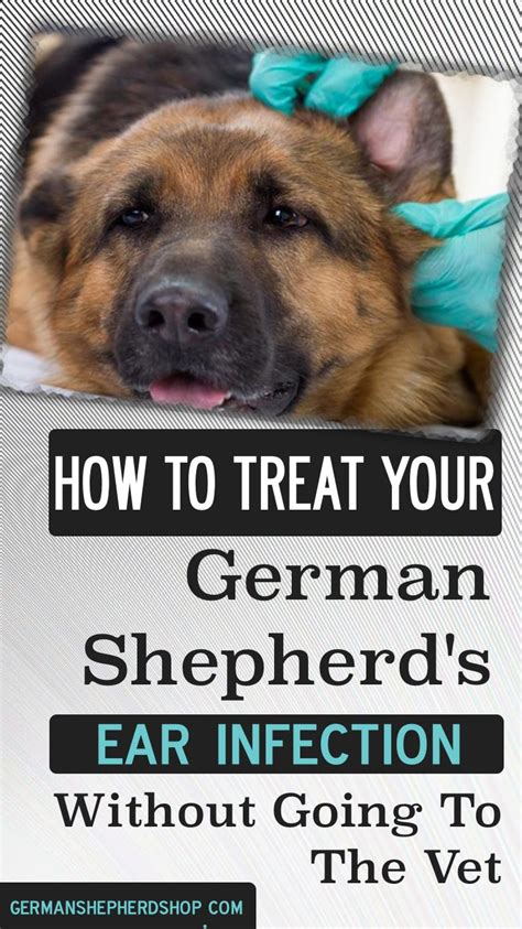 How To Treat Your German Shepherd's Ear Infection Without Going To The Vet | German shepherd ...