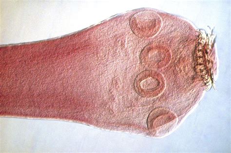 Common Worms and Intestinal Parasites in Dogs