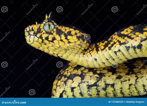 Usambara Bush Viper Atheris Ceratophora Stock Image - Image of wildlife, mountain: 137088359