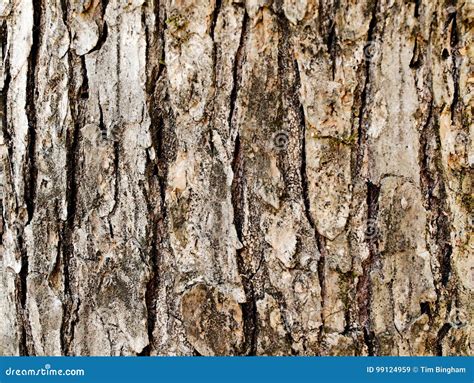 Winged Elm Tree Bark in the Shade Stock Image - Image of shade, layers ...