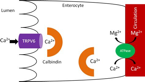 12.21 Calcium Absorption | Nutrition Flexbook