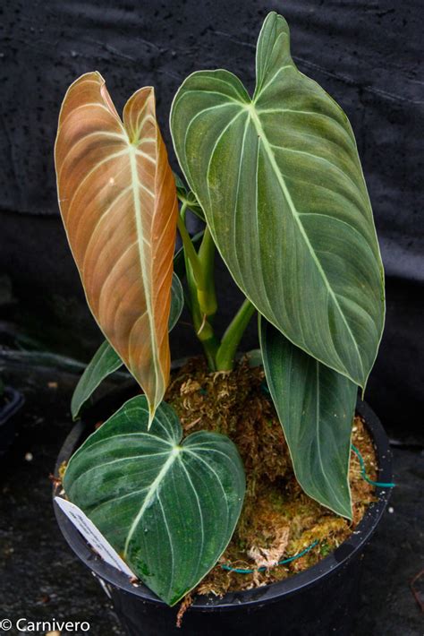 Philodendron melanochrysum – Carnivero