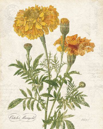 Marigold | Botanical drawings, Botanical painting, Botanical illustration