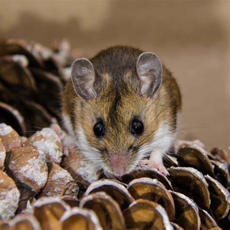 JAX research demonstrates the functional genetic diversity of wild mice