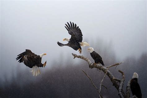 National Geographic selects ‘Pictures of the Year’ photo contest winner ...