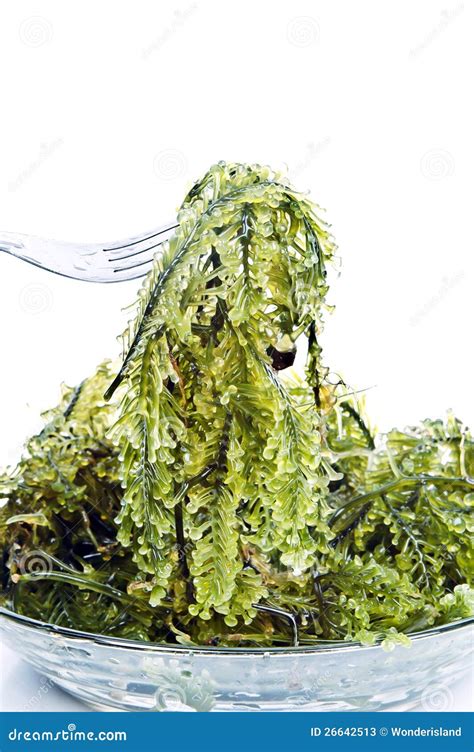 Fresh seaweed stock image. Image of cuisine, speciality - 26642513