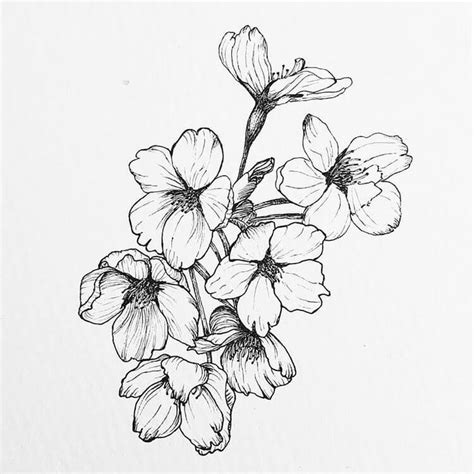 Beautiful Cherry Blossom Drawings - Beautiful Dawn Designs | Cherry ...