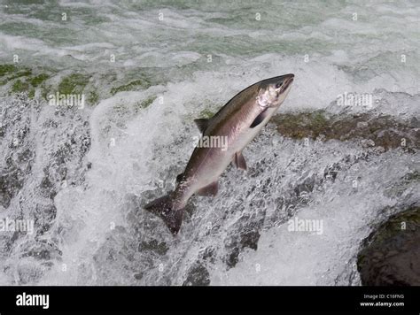 A Salmon Jumping up and over a waterfall on the Marble River North Vancouver Island Canada Stock ...