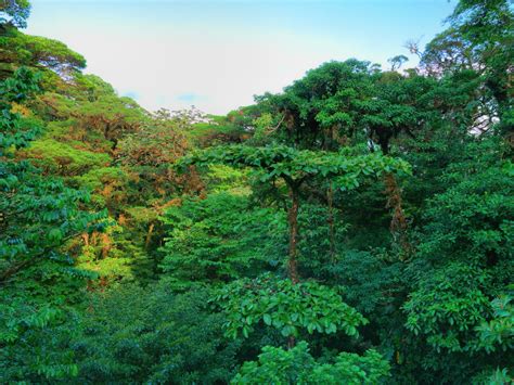 Monteverde Cloud Forest Reserve