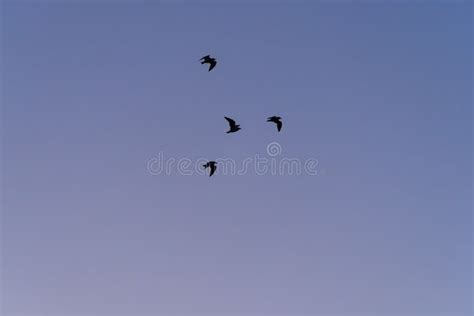 Background Sky with Silhouette Flying Birds Stock Photo - Image of birds, sunny: 274133148