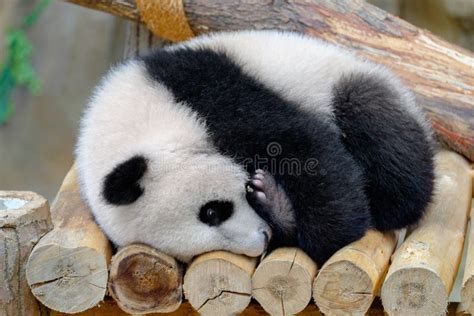 Baby panda stock photo. Image of habitat, giant, woods - 74438490