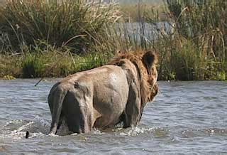 Lion swimming Zambezi River