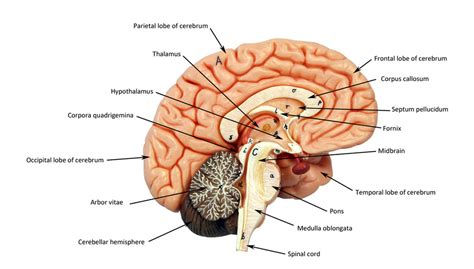 Brain Midsagittal View