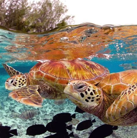 Bora Bora | Animals of the world, Animals, Turtle