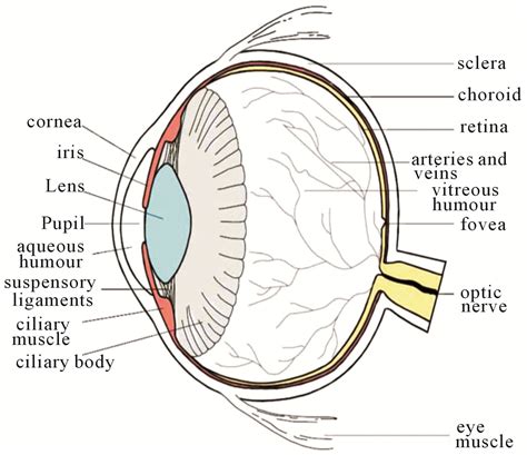 Identification of Diabetic Retinal Exudates in Digital Color Images ...