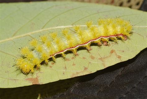 Florida Caterpillars (Including Hairy and Fuzzy) with Pictures ...