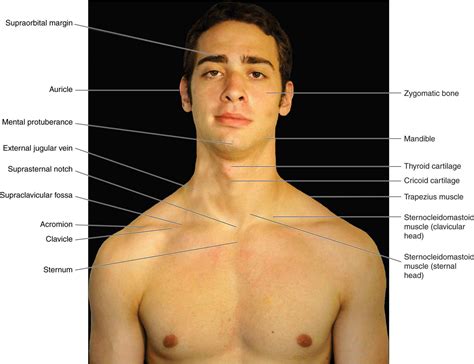 Surface Anatomy Of Human Body