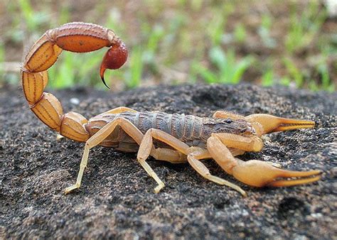 Indian Red Scorpion (Hottentotta tamulus) | Scorpion, Arthropods, Animals