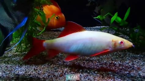 Adult Albino Rainbow Shark | Community Fish Tank | Aquarium - YouTube