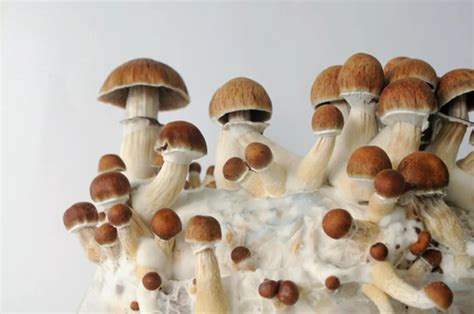 Why Are Golden Teacher Mushrooms So Popular? - Think Mushrooms - Buy ...