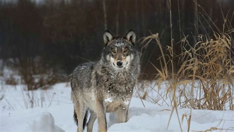 Chernobyl's Mutant Wolves Have Evolved Anti-Cancer Abilities | IFLScience