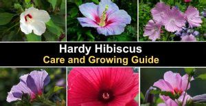 Hardy Hibiscus: Care and Growing Guide