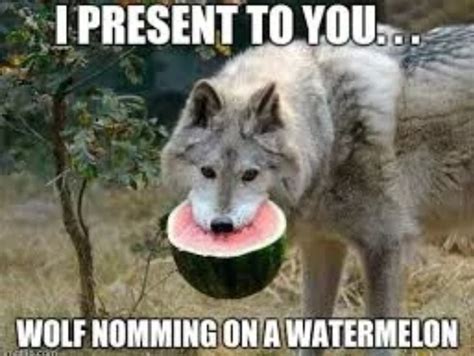 The Best Wolf Memes :) Memedroid