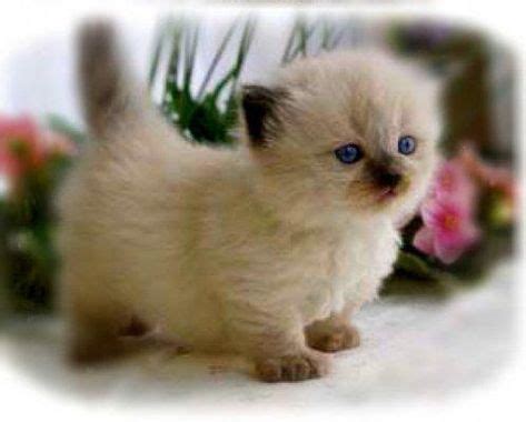 Munchkin Himalayan Birman : ) #MunchkinCat #kittenpictures (With images) | Munchkin kitten ...