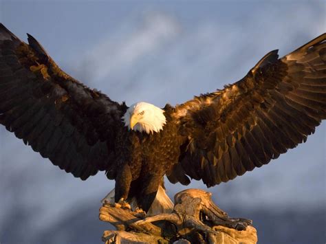 Majestic Bald Eagle HD desktop wallpaper : Widescreen : High Definition ...