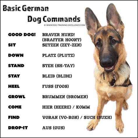 Best German Shepherd Names to Catch your Dog's Attention | German dog commands, German dogs, Dog ...