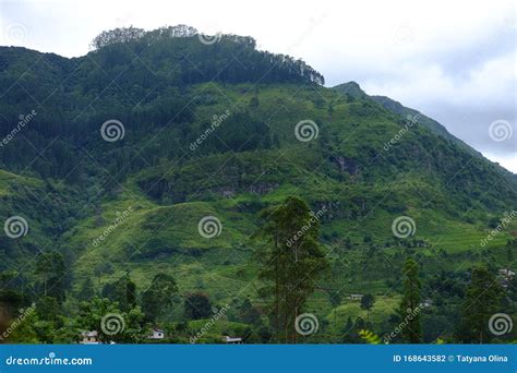 Nuwara Eliya Tea Plantations. Sri Lanka Stock Photo - Image of cave ...