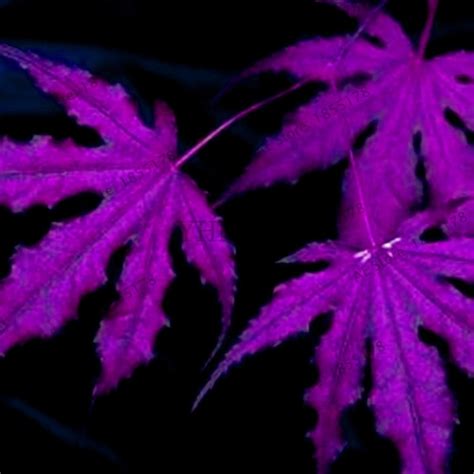 Japanese Purple Ghost Maple Tree Bonsai Flores Acer Palmatum Garden ...