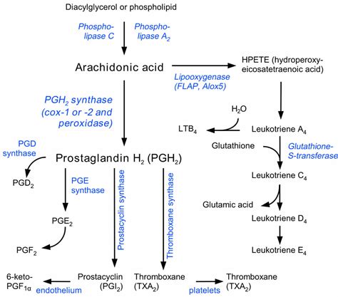 Prostaglandins function, prostaglandin synthesis & prostaglandin inhibitors