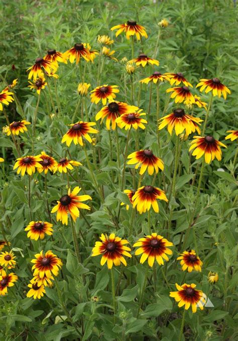 Gloriosa Daisy (Rudbeckia hirta) | Applewood Seed Company