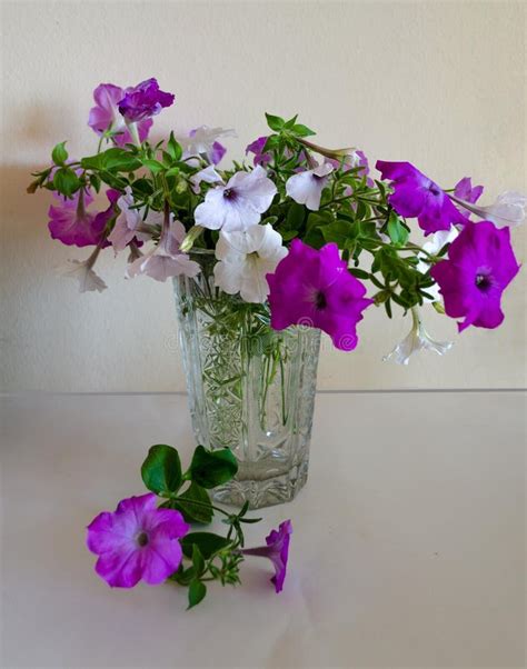 Bouquet of Petunias in a Vase . Stock Photo - Image of purple, blossom: 125311844