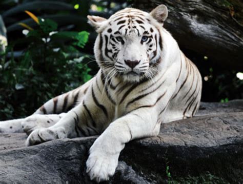 30 Amazing White Tiger Facts for Kids 2025 [With Pictures]