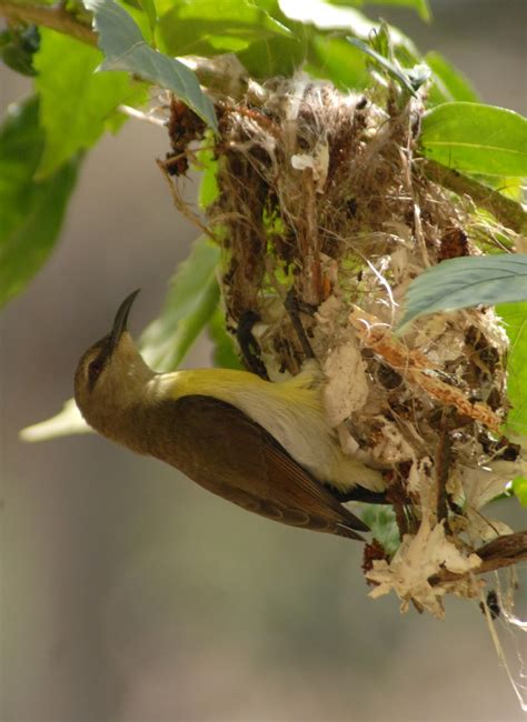 MANU: Sun Bird Nest