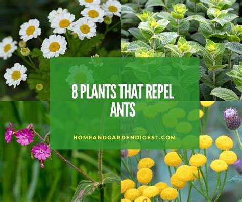 Top 8 Plants That Repel Ants (Natural Ways) - Home and Garden Digest