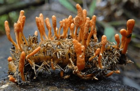 Cancer-fighting mushrooms? Insect-eating cordyceps fungi could help ...