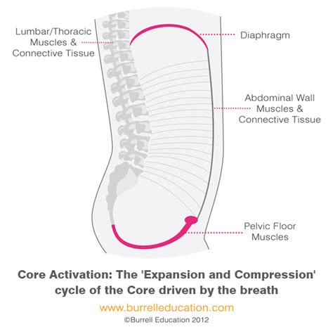 Pelvic floor basics part four— breathing, you’re doing it wrong – The Pelvic Hub