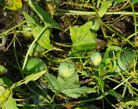 Wild Cucumber, Inedible Fruits but Great for Making Tea - Eat The Planet