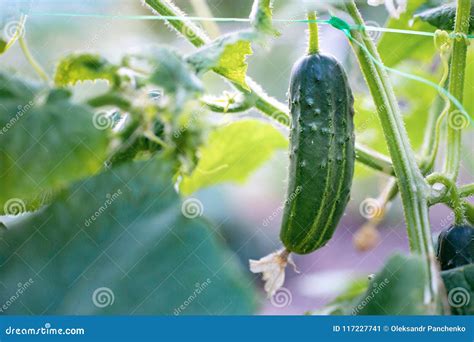 Cucumber Harvest in Greenhouse. the Cucumber Fruits Grow and are Stock Image - Image of floral ...