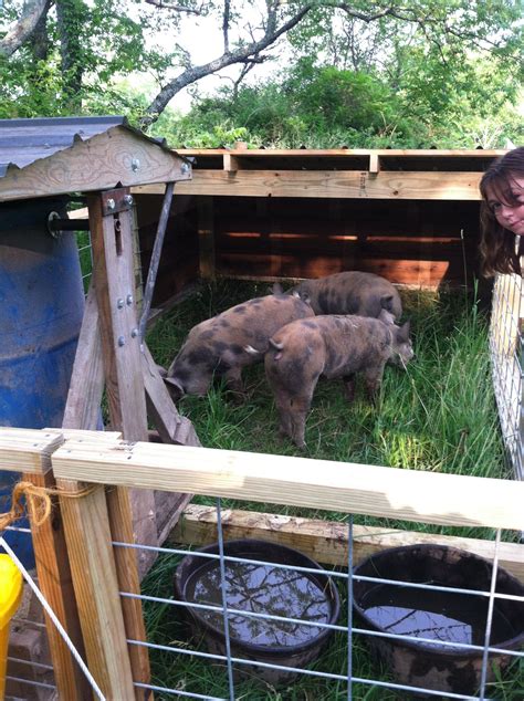 Moveable pig pen, AKA the pig tractor — Lilac Hill Farm | Raising pigs, Pig pen, Pig farming