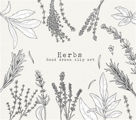 Herbs Clipart Black And White Tree