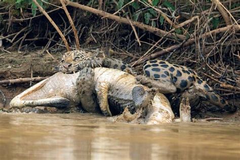 Rarely seen, a jaguar pursuing a crocodile is a breathtaking scene.(video) - 2000 Daily