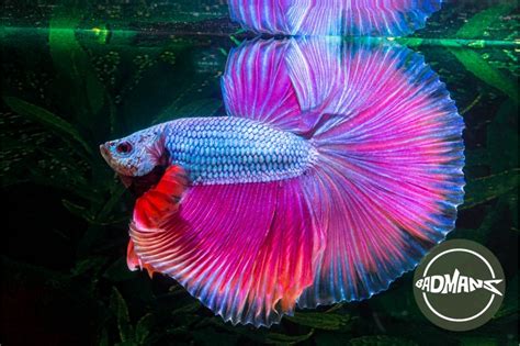 Best Betta Heater: A Comprehensive Buying Guide For Aquarists - Badman's Tropical Fish